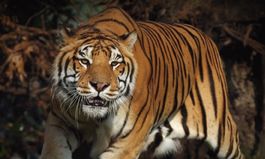 Walk-On’s Sponsors Jeffrey Marx’s ‘Walking with Tigers’ Book Tour