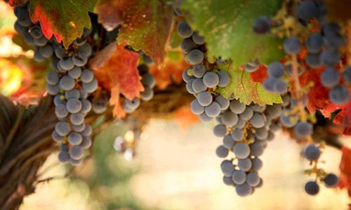 St Louis Media, LLC has launched MissouriWine.Directory