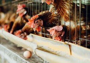 Japanese Restaurant Giant Commits To Sourcing 100% Cage-Free Eggs Worldwide