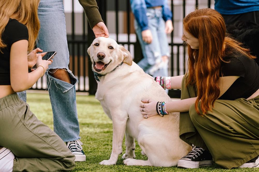 Celebrate Valentine's Day "Pawsitively In Love" at BarkHaven on Saturday, February 14 Celebrate Valentine's Day "Pawsitively In Love" at BarkHaven on Saturday, February 14