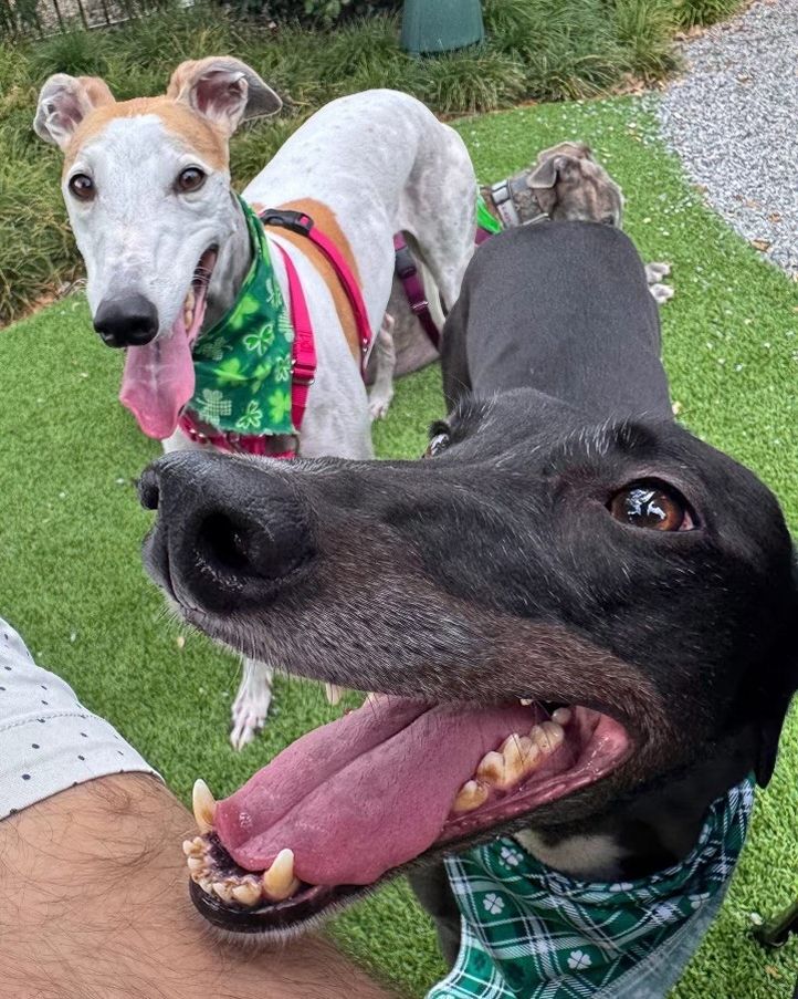 BarkHaven Brings The Luck This March With Weeklong St. Paw-trick's Pawty And More Can't Miss Events BarkHaven Brings The Luck This March With Weeklong St. Paw-trick's Pawty And More Can't Miss Events