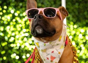 BarkHaven Unleashes The First Official “Barkchella” Music Festival On Saturday, April 18